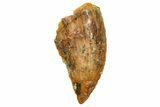 Serrated, Raptor Tooth - Real Dinosaur Tooth #249447-1